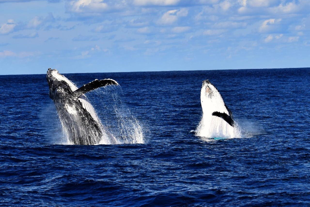 Два кита пробивают поверхность океана, разбрызгивая воду на фоне синего моря и частично облачного неба.