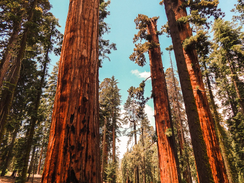 Tall redwood trees in a forest under a clear blue sky with some clouds.
