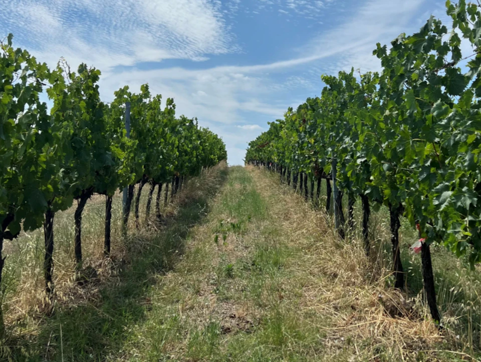 A path runs between rows of green grapevines under a partly cloudy blue sky in a vineyard.