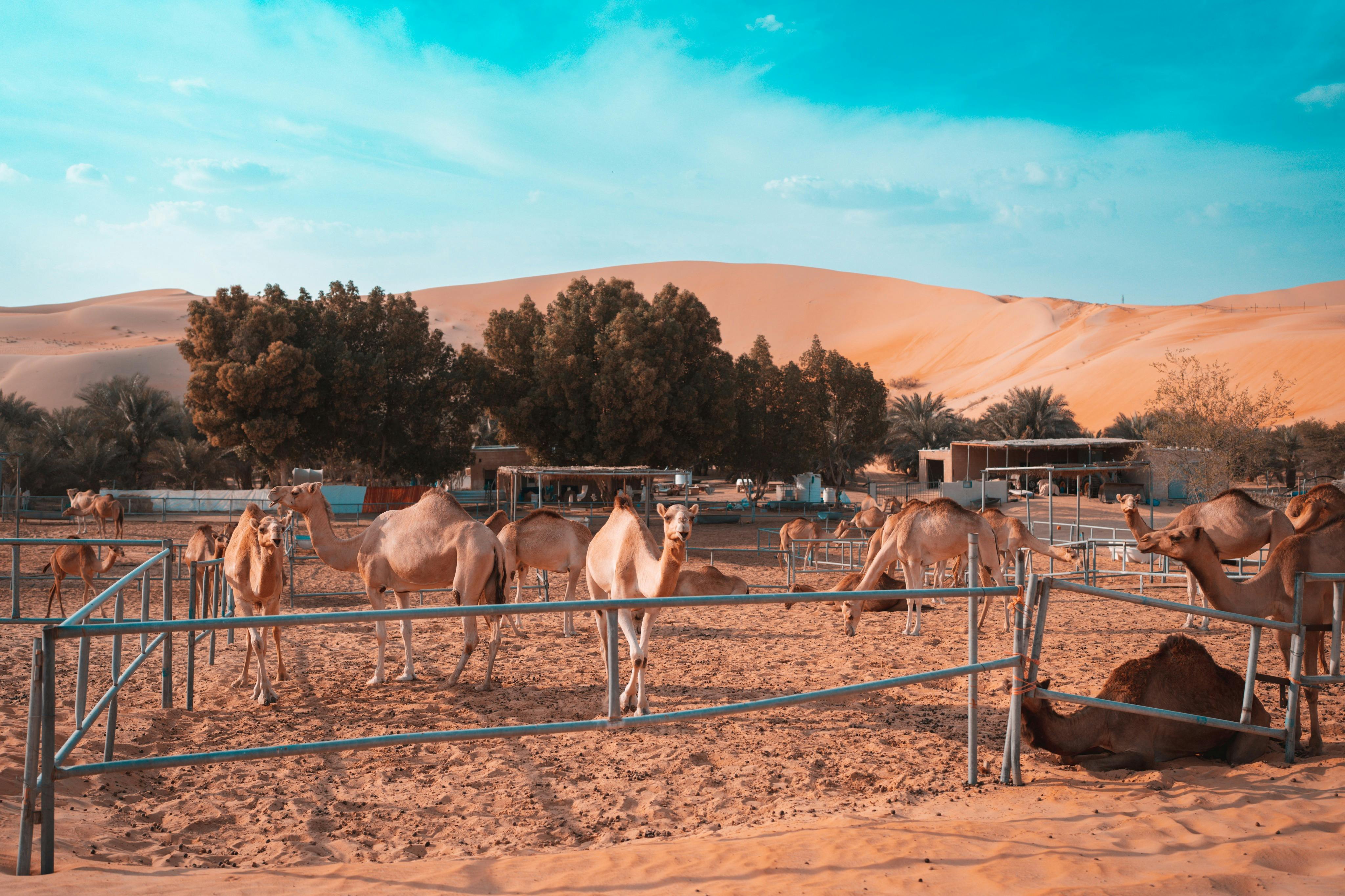 Camel Farm