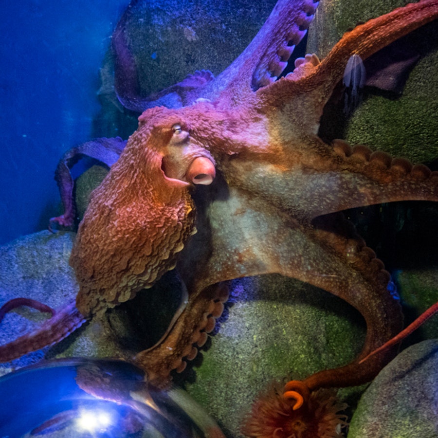 New York Aquarium Tickets Hellotickets