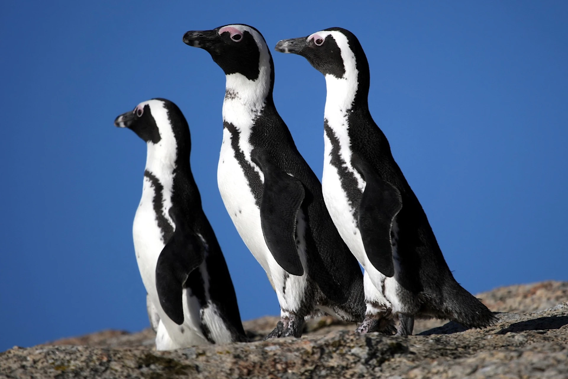 Penguins at Boulders Beach looking out onto the horizon.