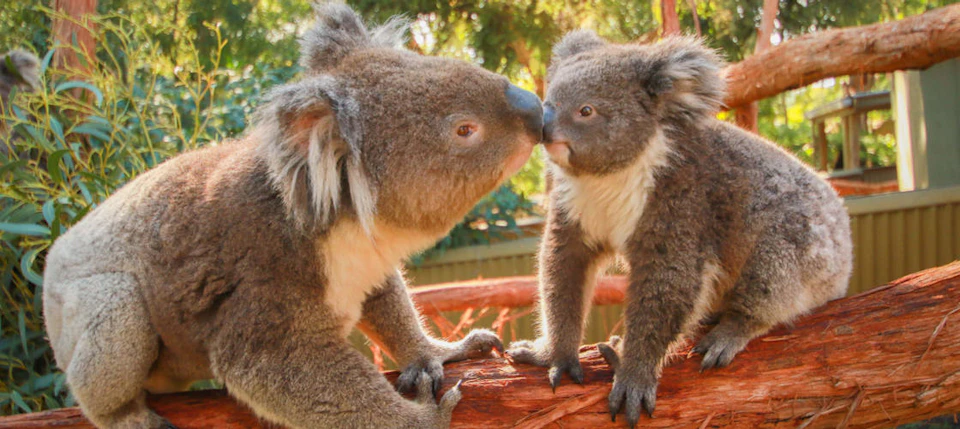 Two koalas touching noses while standing on a tree branch, surrounded by greenery.
