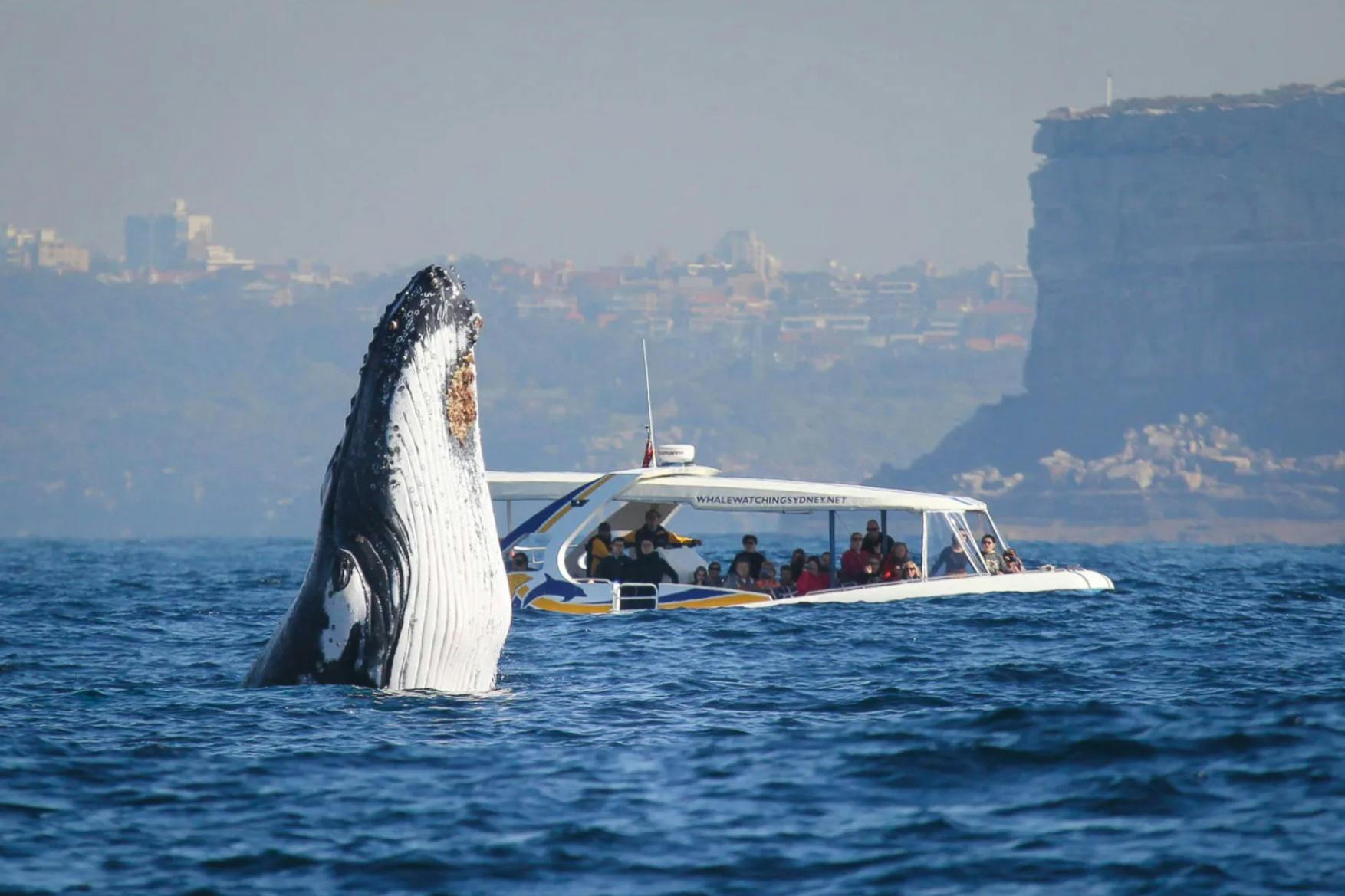 Sydney: giro in barca per l'osservazione delle balene di 2,5 ore — 6