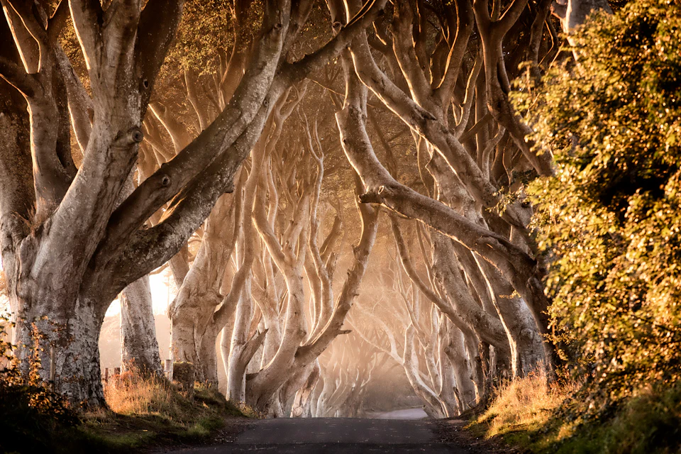 A road flanked by large, arching trees with intertwined branches, creating a tunnel-like canopy under warm, golden light.