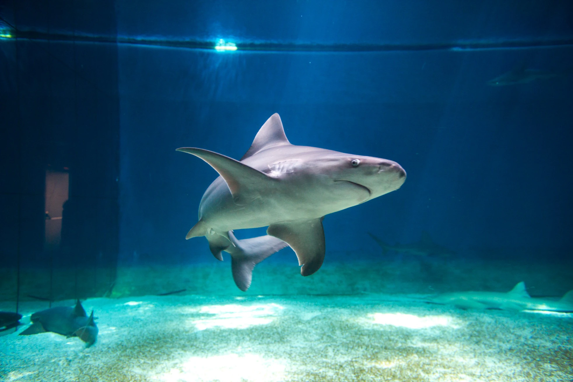 Sea Pass: Aquarium of Genoa & Galata Museum Entry Ticket + Harbor Boat Tour