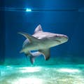 Aquarium des requins de Gênes