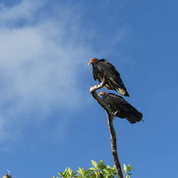 Muyil: Guided Bird Watching Tour + Breakfast + Transfer 5