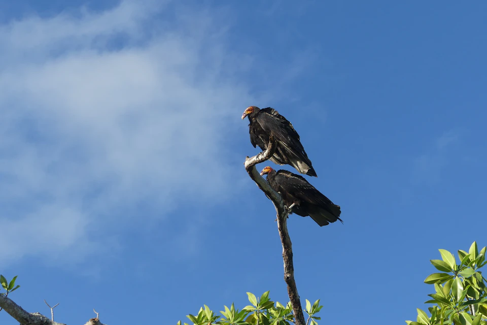 Birds