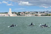 Рядом с Памятником открытий - группа из 15 дельфинов.