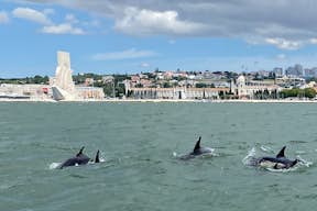 In der Nähe des Denkmals der Entdeckungen, Sichtung einer Gruppe von 15 Delfinen.