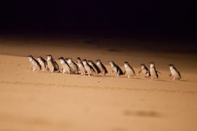 Pequeños pingüinos
