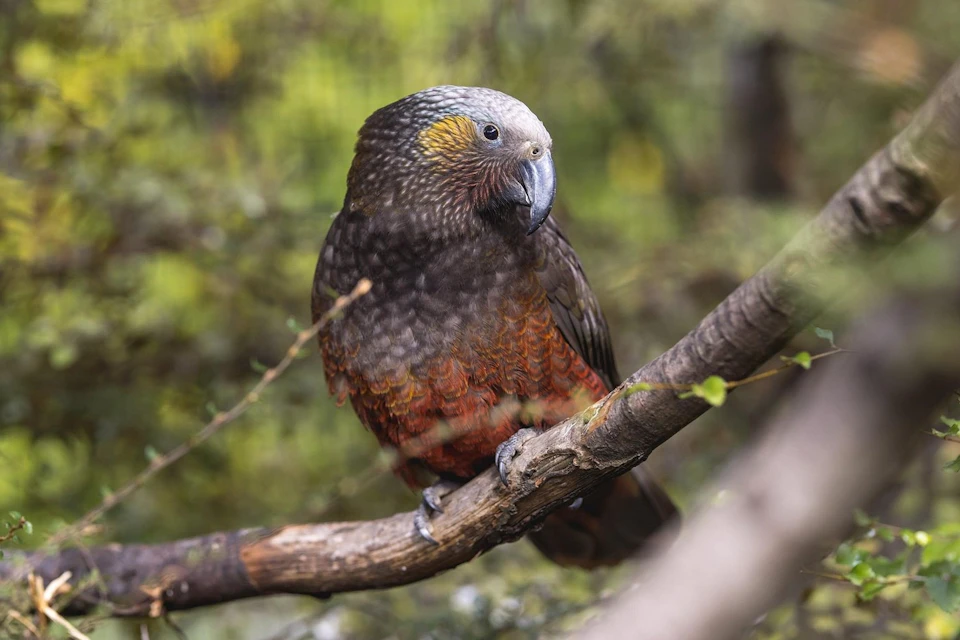 A parrot with earthy-toned plumage perched on a branch in a forested setting.