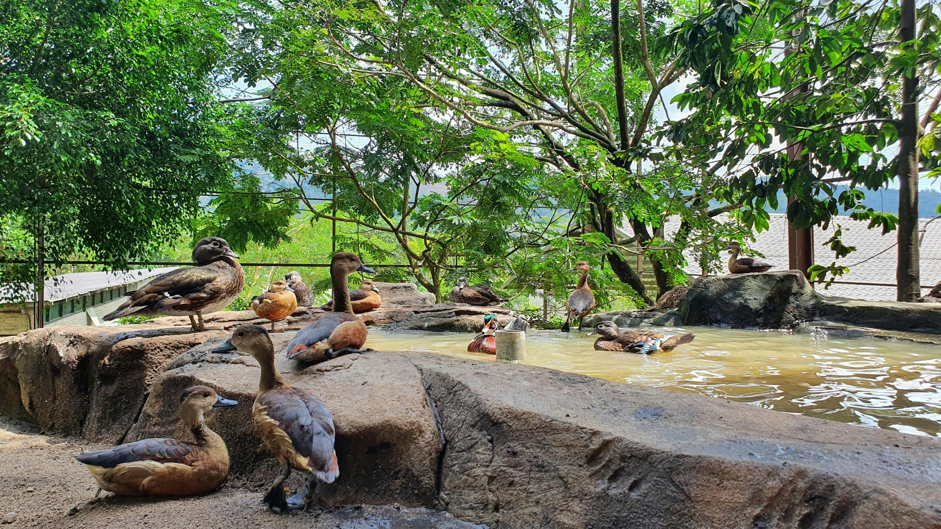 A group of ducks resting and swimming in a naturalistic habitat with rocks, water, and trees around them.