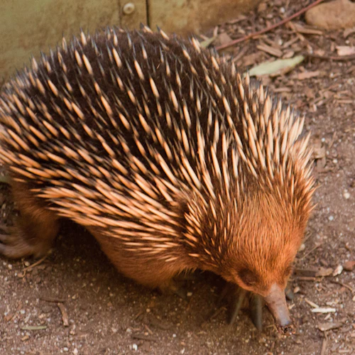 Healesville Sanctuary & Phillip Island Wildlife Park: Bus Tour - Photo 7