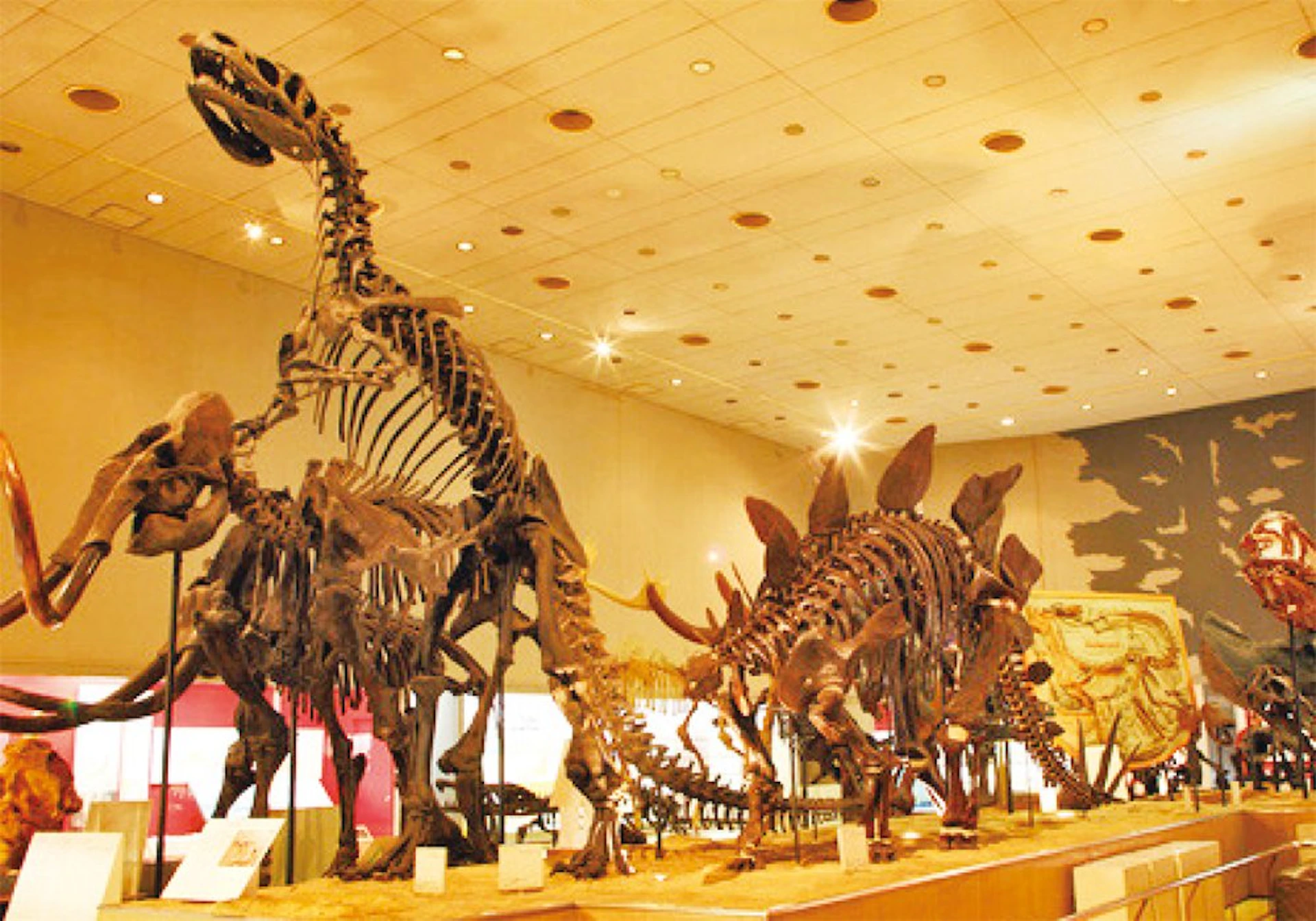 A museum exhibit featuring large dinosaur skeletons in a well-lit gallery.