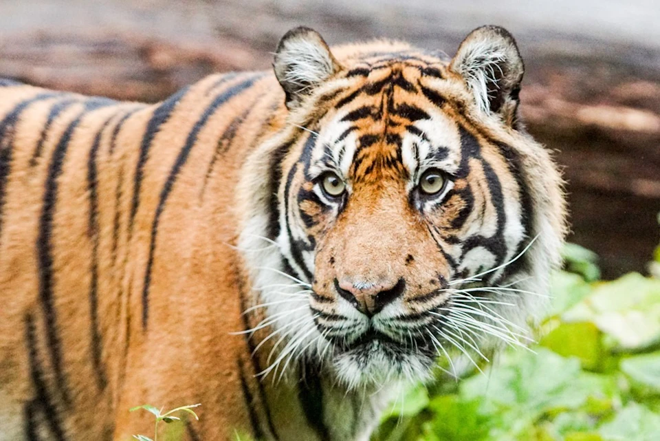 A Sumatran tiger