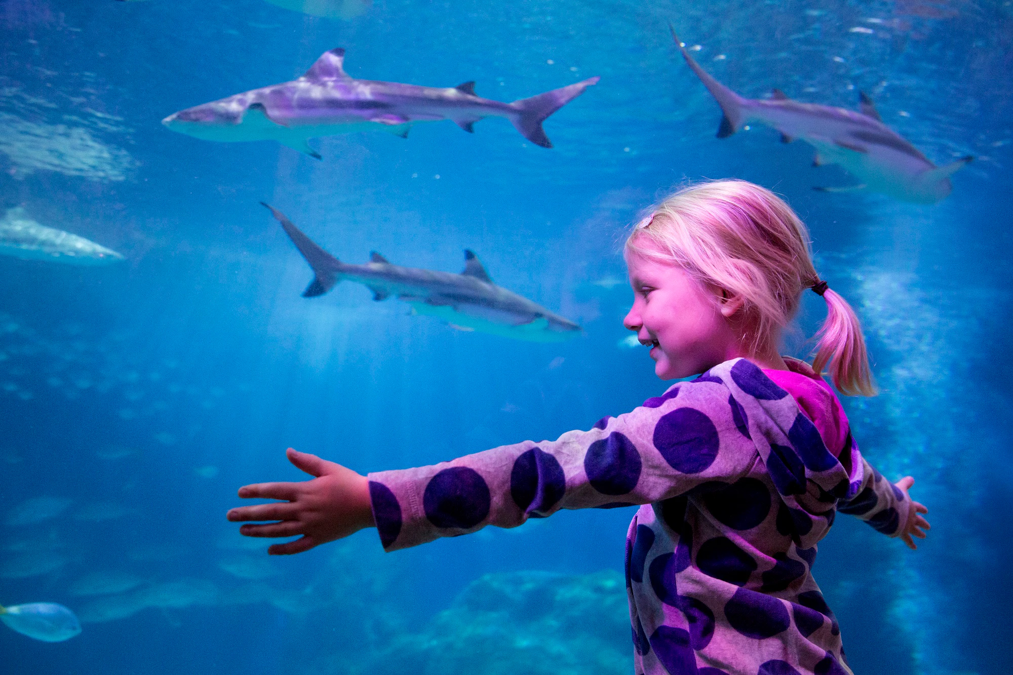 SEA LIFE Oberhausen + Düsseldorf: Sightseeing River Cruise