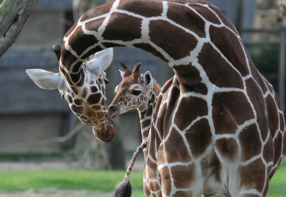 Adult giraffe nuzzling a baby giraffe, both with brown and white patterned coats, in a natural outdoor setting.