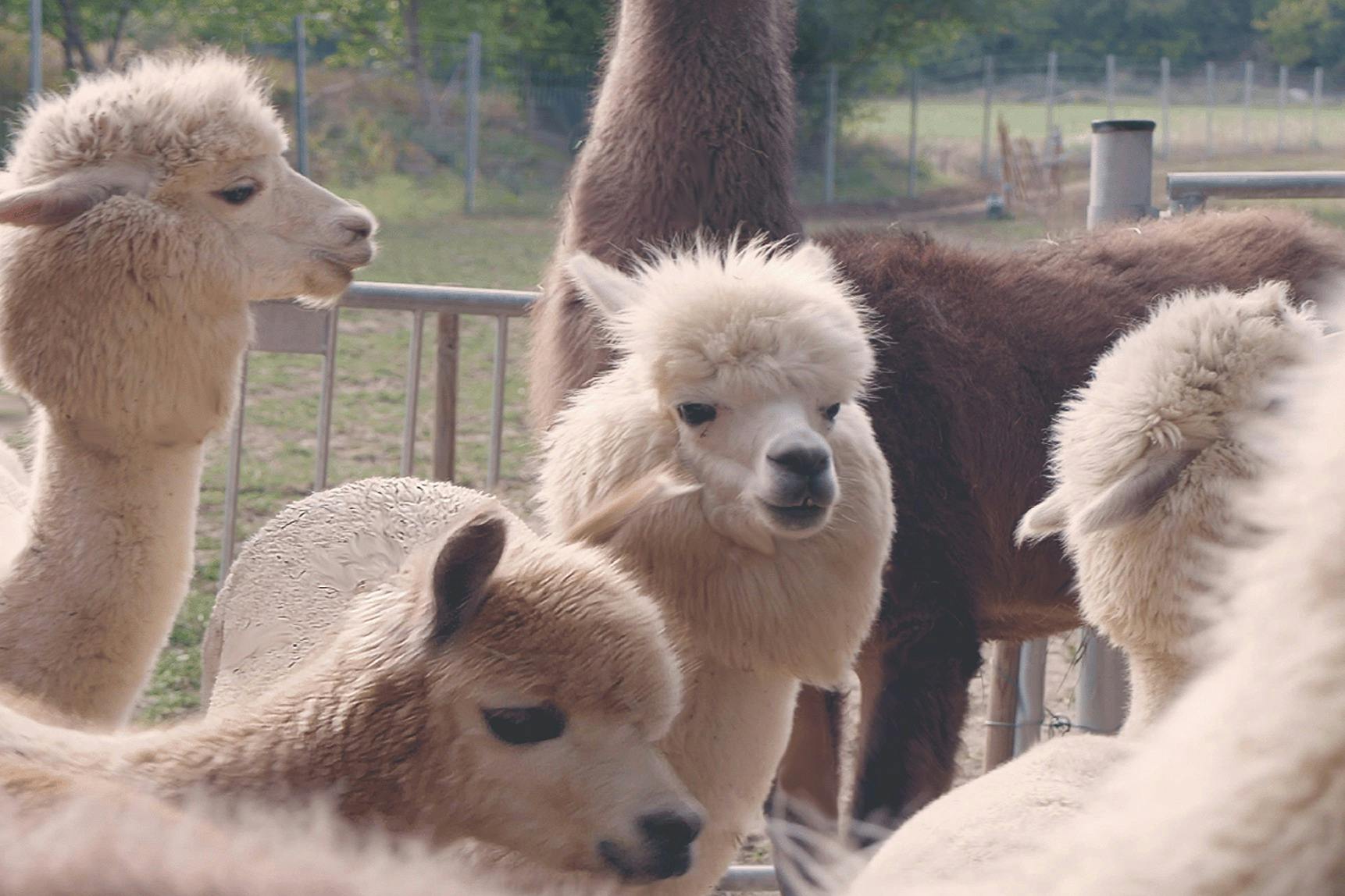 Alpacas