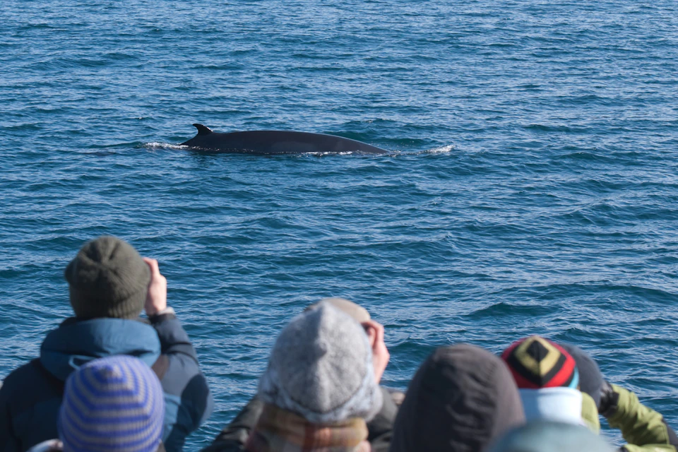 Whale watchers look at a minke whale surfacing close by.