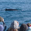 Whale watchers look at a minke whale surfacing close by.