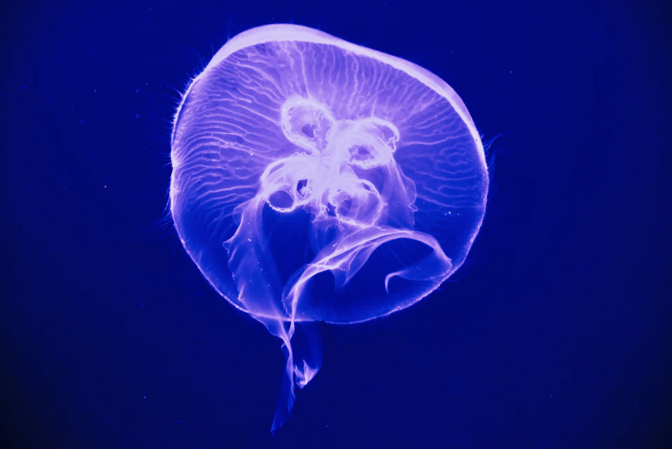 A glowing jellyfish with intricate patterns swims against a deep blue background.