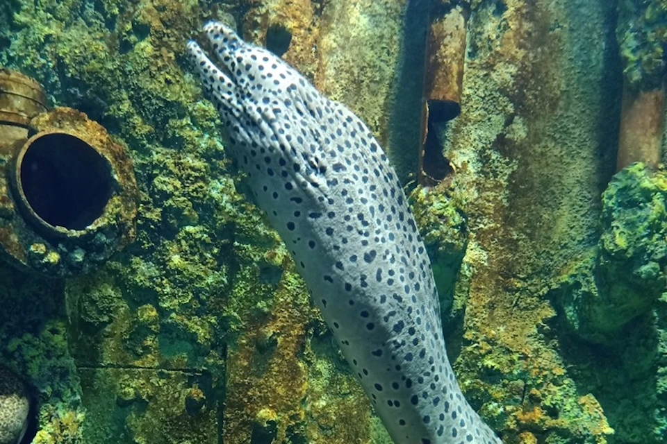 A spotted moray eel swimming near a coral-covered underwater surface.