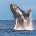 Humpback Whale Breach 