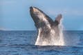 Humpback Whale Breach 