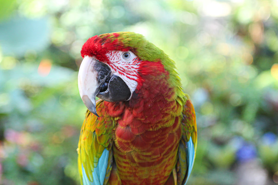 Close-up of a colorful parrot with red, green, and yellow feathers, and a blurred green background.