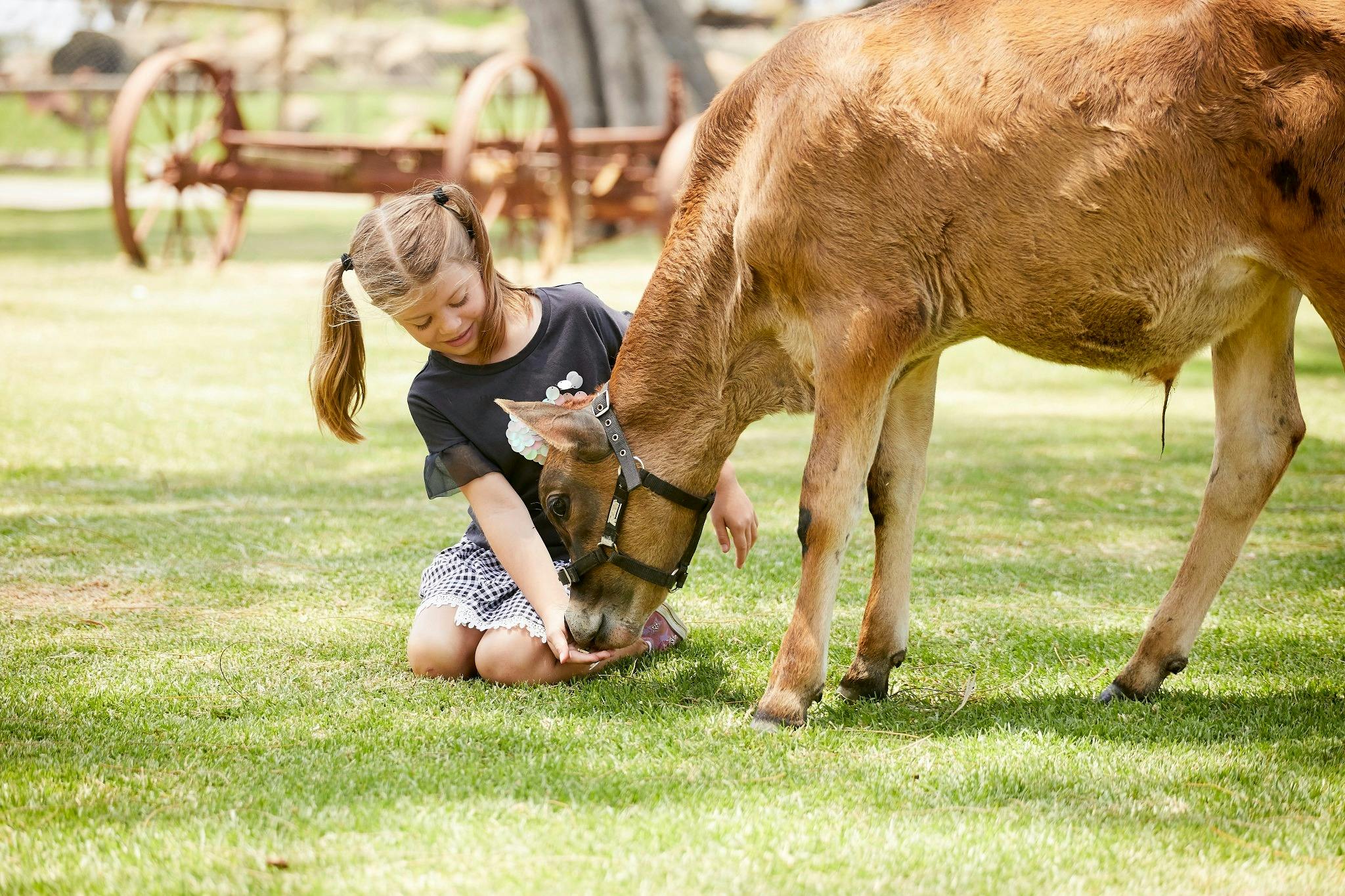 A young girl kneeling on grass feeds a brown calf, with old farming equipment visible in the background.