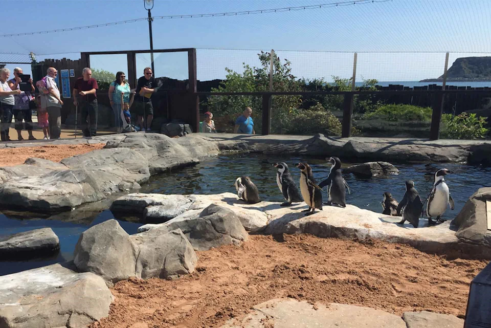Penguins standing on rocks near a pond in an outdoor enclosure with several people watching from a fenced pathway.