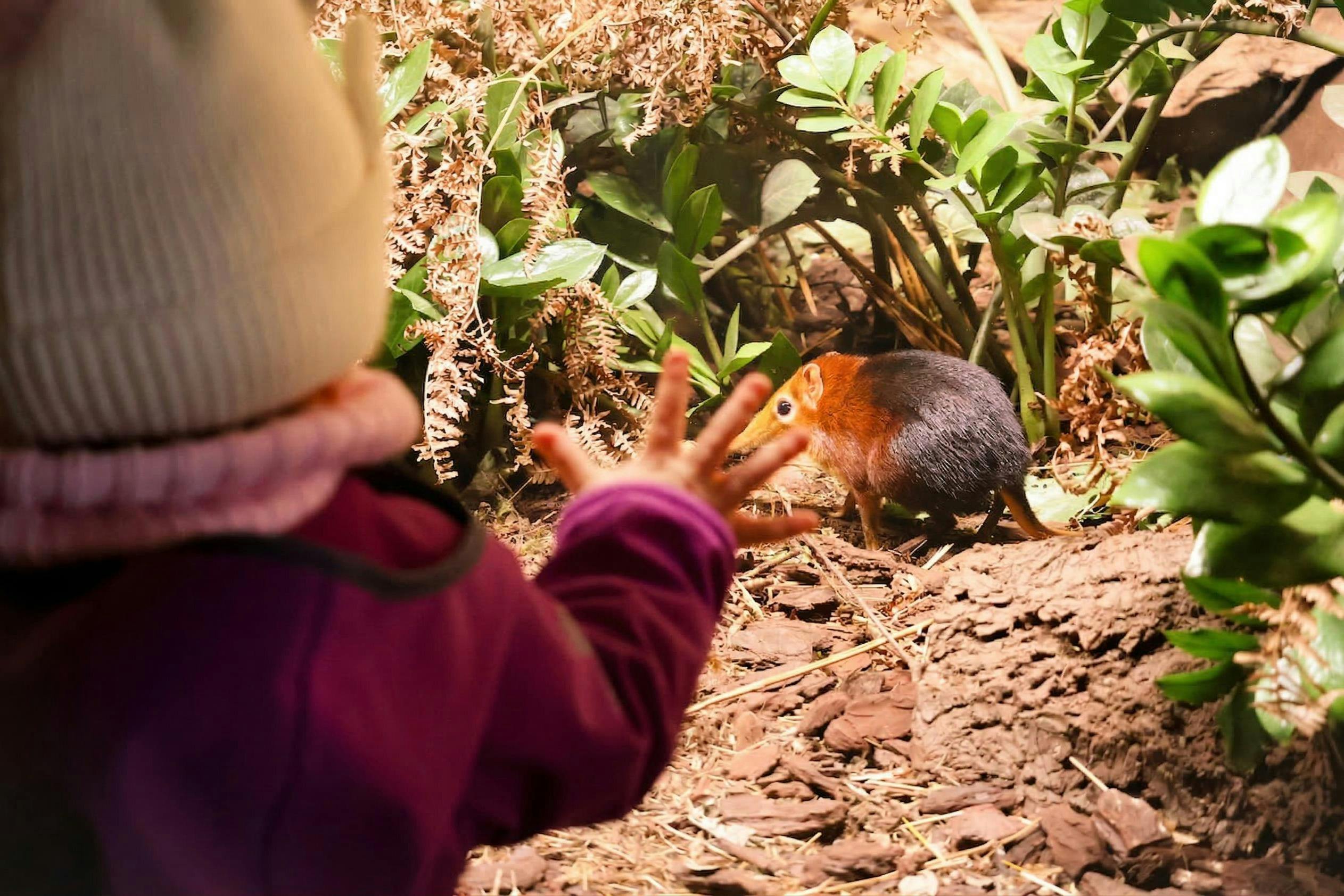 Et barn i en lilla jakke rækker ud mod et lille gnaverlignende dyr i en indhegning med planter og træstammer.