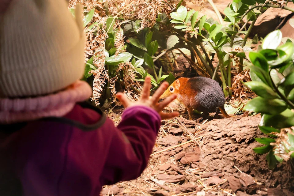 A child in a purple jacket reaches towards a small rodent-like animal in an enclosure with plants and logs.