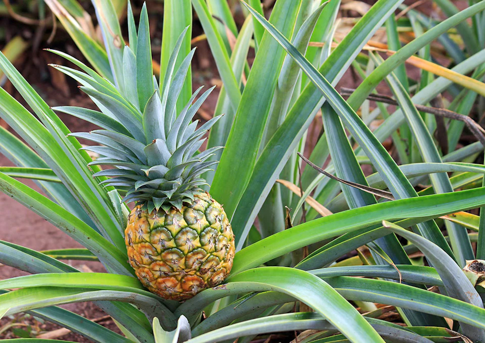 A ripe pineapple growing among long green leaves in a garden or plantation.