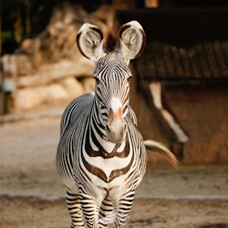 Parco Natura Viva: Open Date Ticket 2