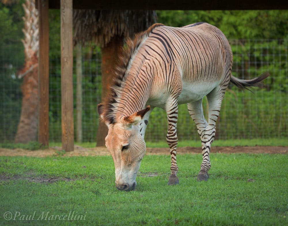 Un zonkey (híbrido de cebra y burro) con las patas rayadas y el cuerpo color canela pasta hierba en un recinto vallado.