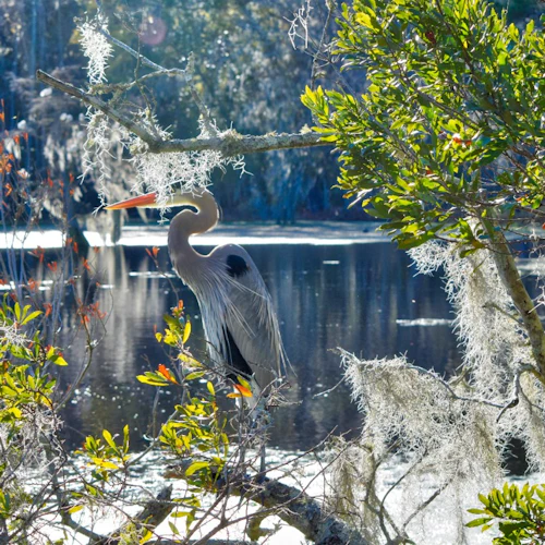 Parque do pântano de Okefenokee: bilhete de entrada + tour guiado - Photo 6