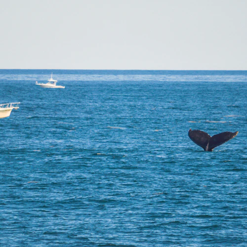 Boston Harbor Whale Watch Cruise - Photo 2