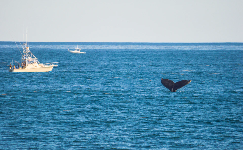 Tail of a whale emerging from the ocean with two boats floating in the background.