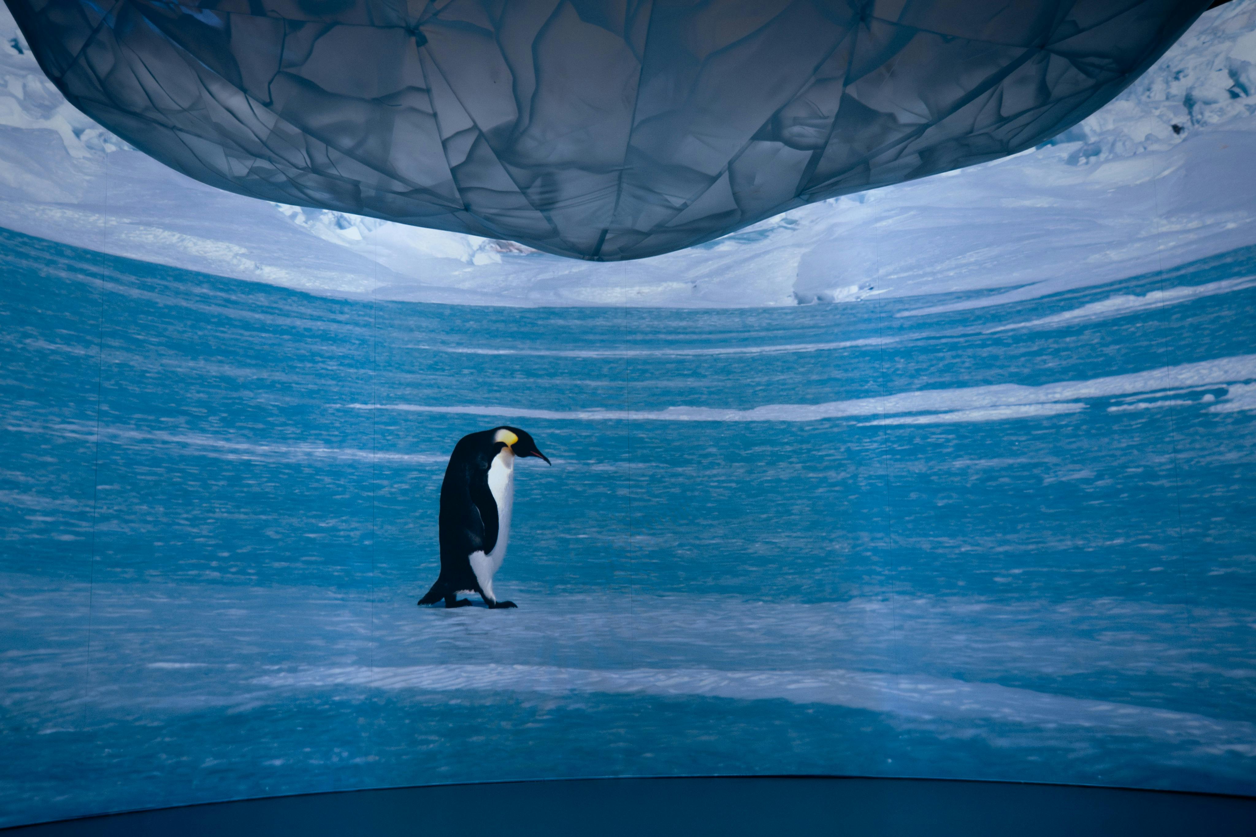 펭귄은 크고 반투명한 구조 아래 얼음 지형에 서 있습니다. 백그라운드에서 눈 내리는 풍경.