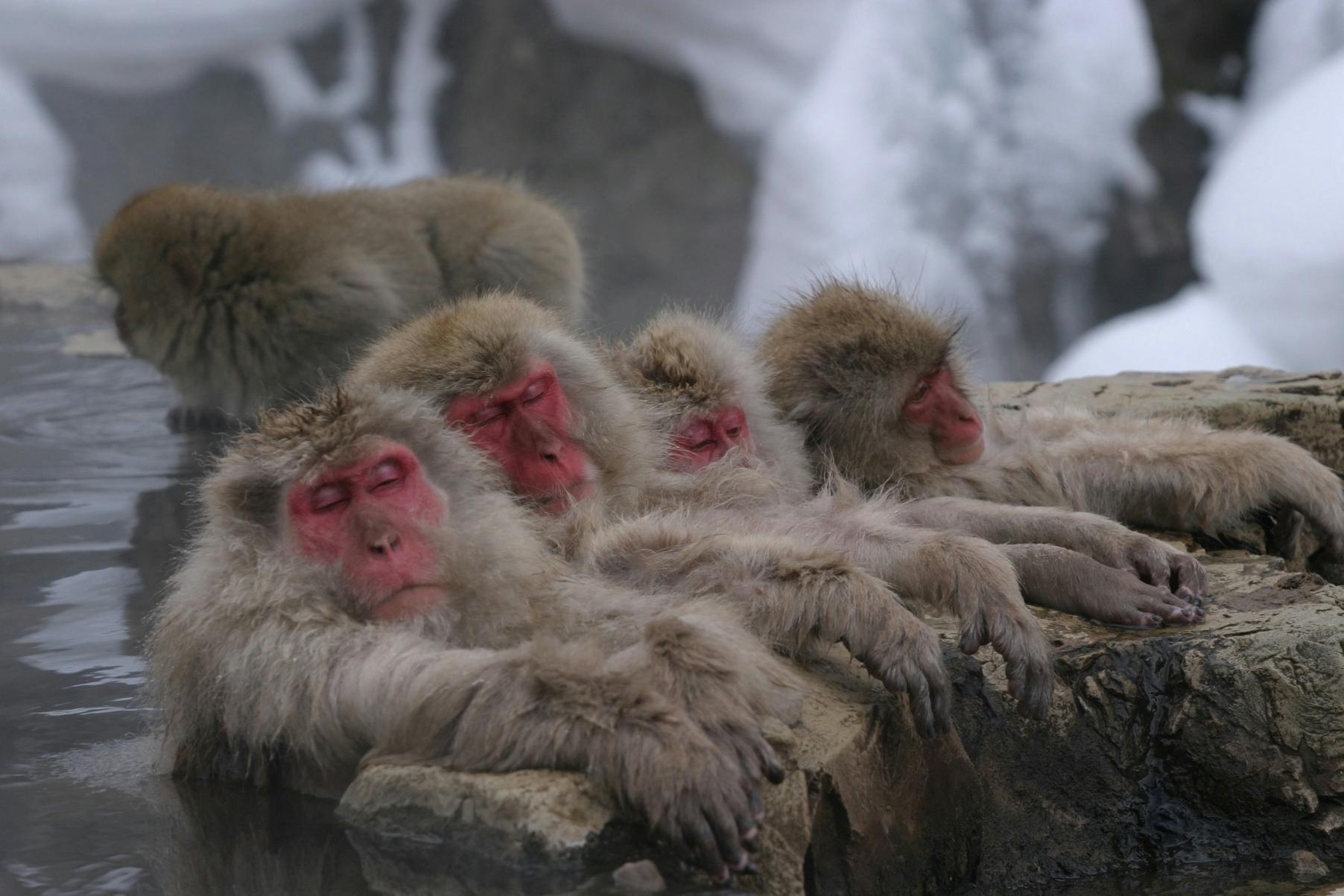 Three monkeys with red faces relaxing in a hot spring, with another monkey in the background, surrounded by snow.