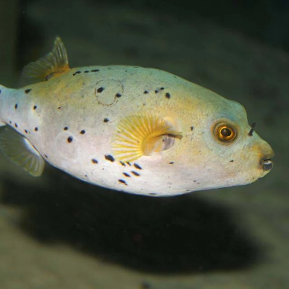 A light brown pufferfish with black spots and yellow fins swims in dark water.