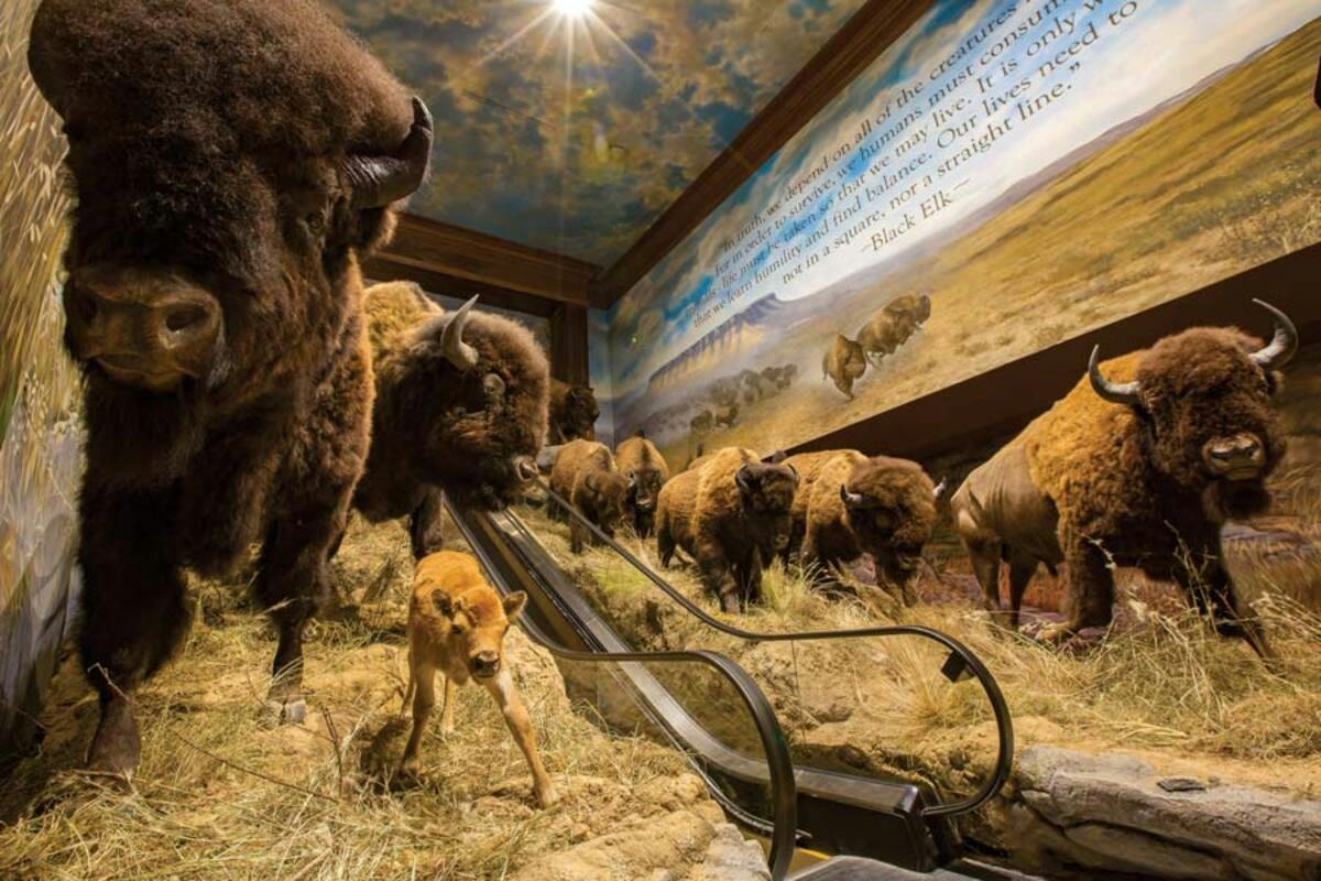 A museum display featuring a herd of bison, including a calf, with a realistic background and informational text on the wall.