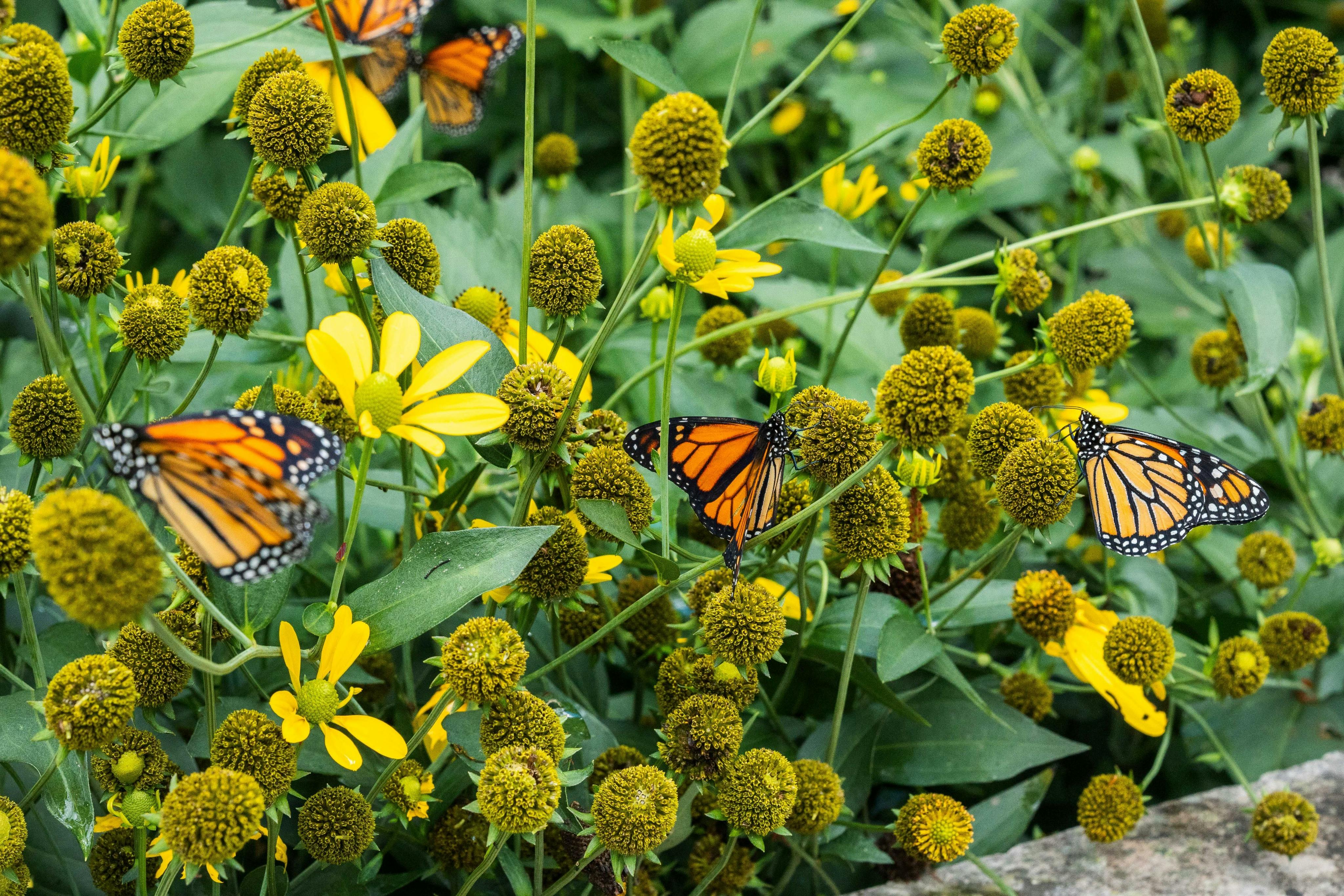 무성한 정원의 노란색 꽃과 녹색 단풍 위에 놓인 밝은 오렌지색과 검은색 나비.