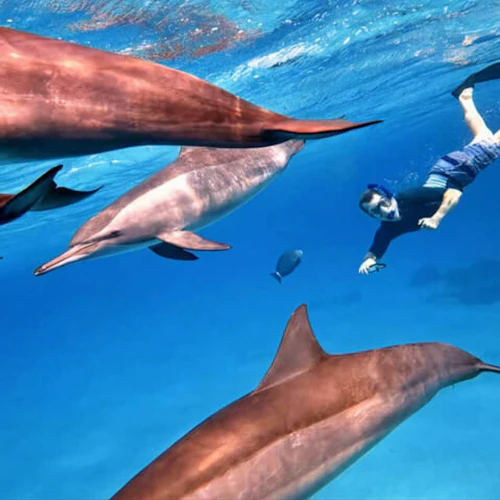 Sha'ab Samadi: Dolphin House Snorkeling with Lunch - Photo 8