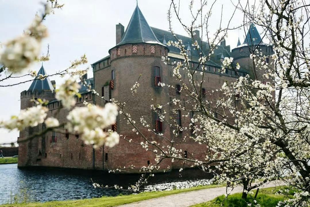 Un castello storico in mattoni con torri e un fossato, circondato da rami in fiore, sotto un cielo limpido.