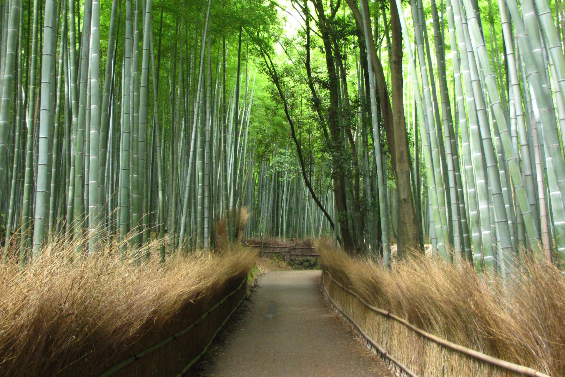 A dirt path winds through a dense bamboo forest, flanked by tall green bamboo stalks and dry brown grass on either side.