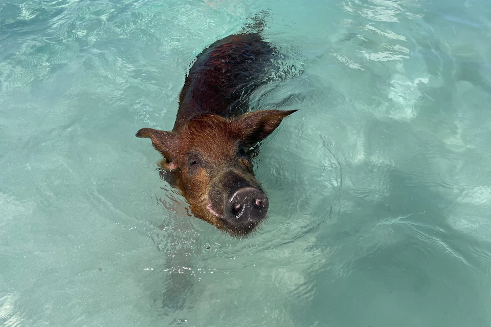Swimming pig